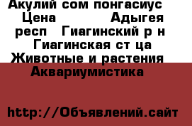 Акулий сом понгасиус. › Цена ­ 1 000 - Адыгея респ., Гиагинский р-н, Гиагинская ст-ца Животные и растения » Аквариумистика   